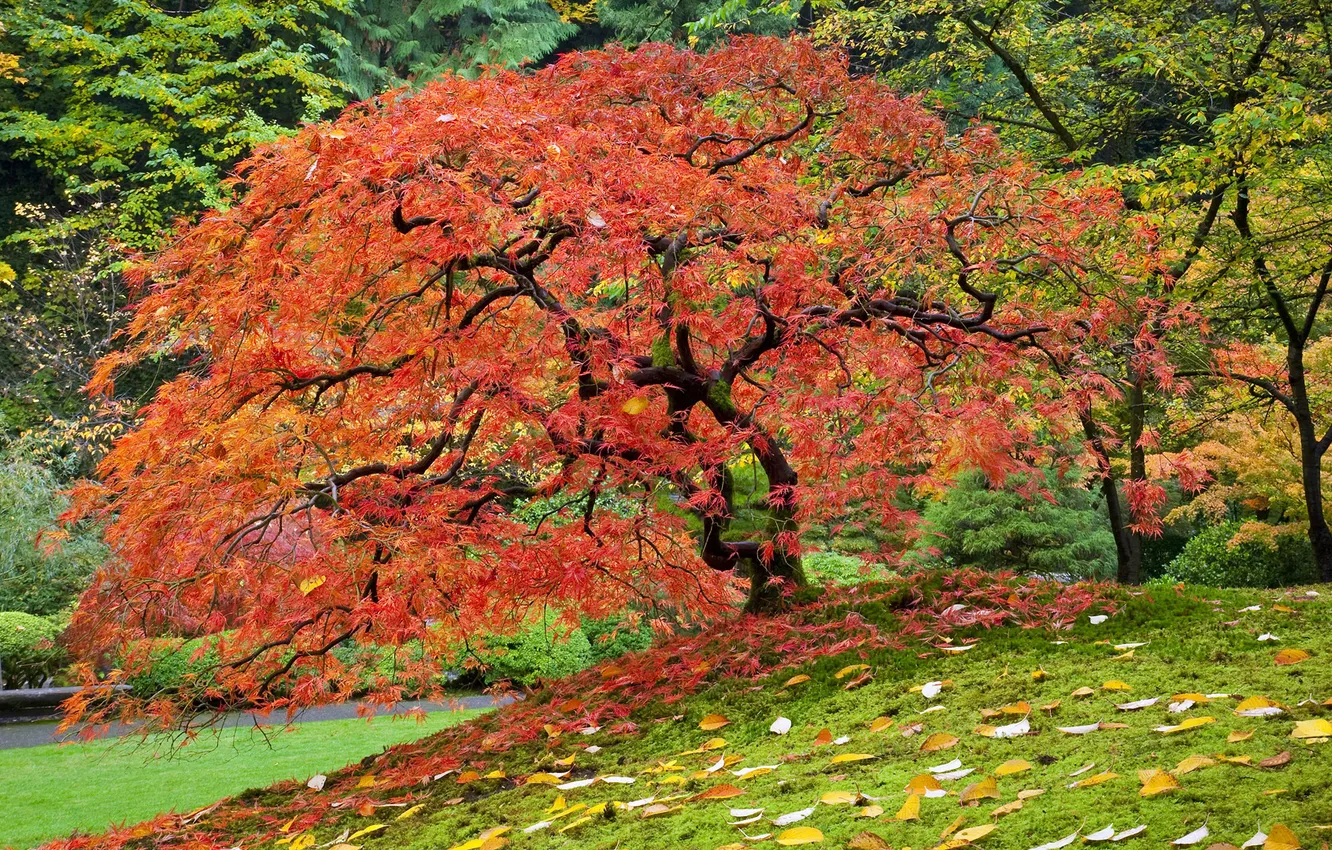 Фото обои осень, листья, деревья, Природа, клен