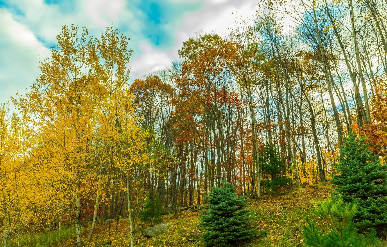 Фото обои осень, небо, облака, деревья, камни, Склон