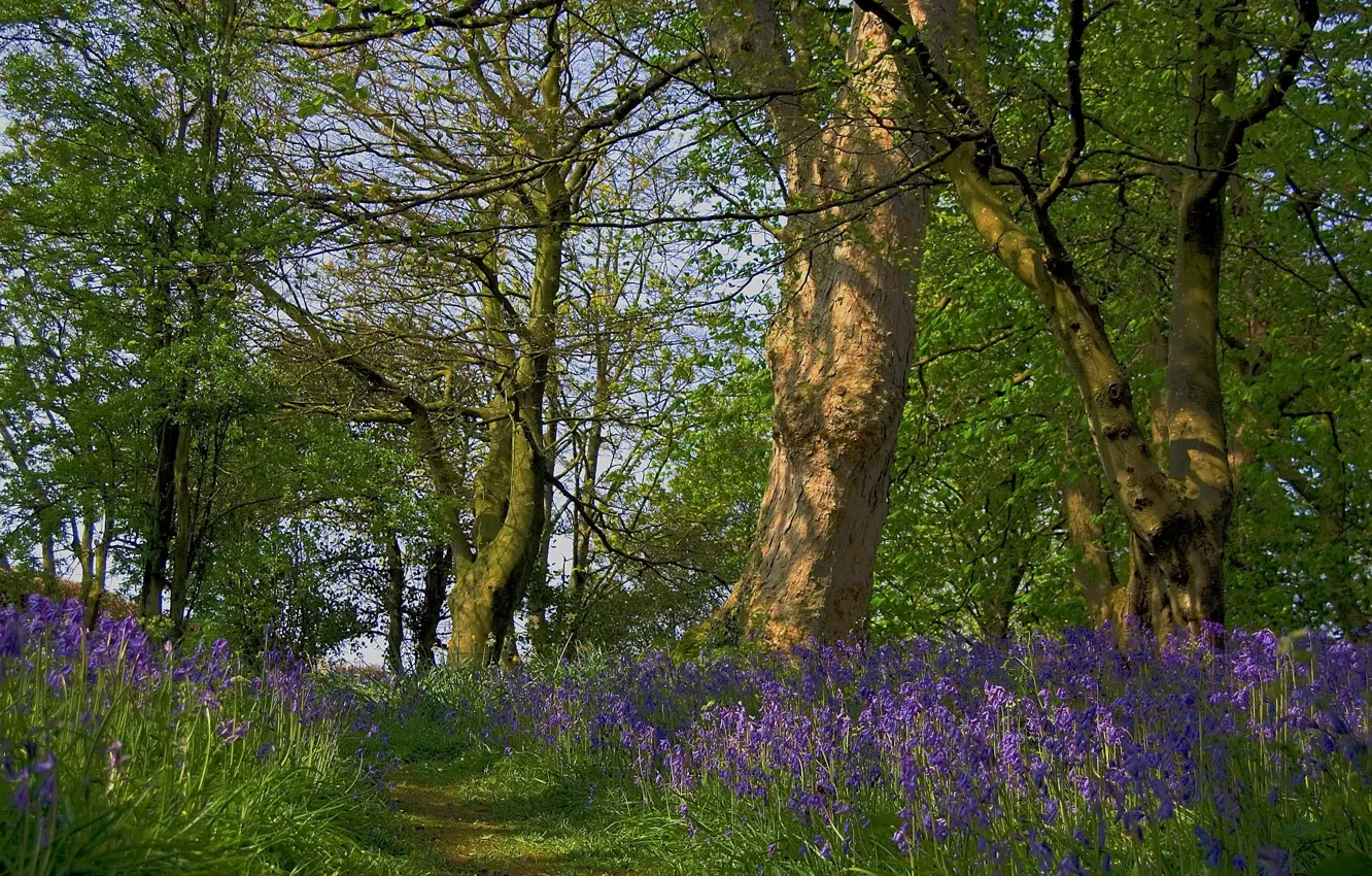 Фото обои лес, цветы, природа, bluebell path at Cardross
