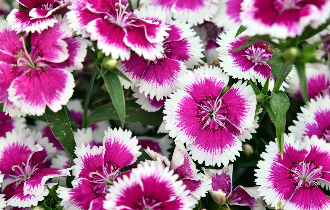 Фото обои цветы, розовые, гвоздики