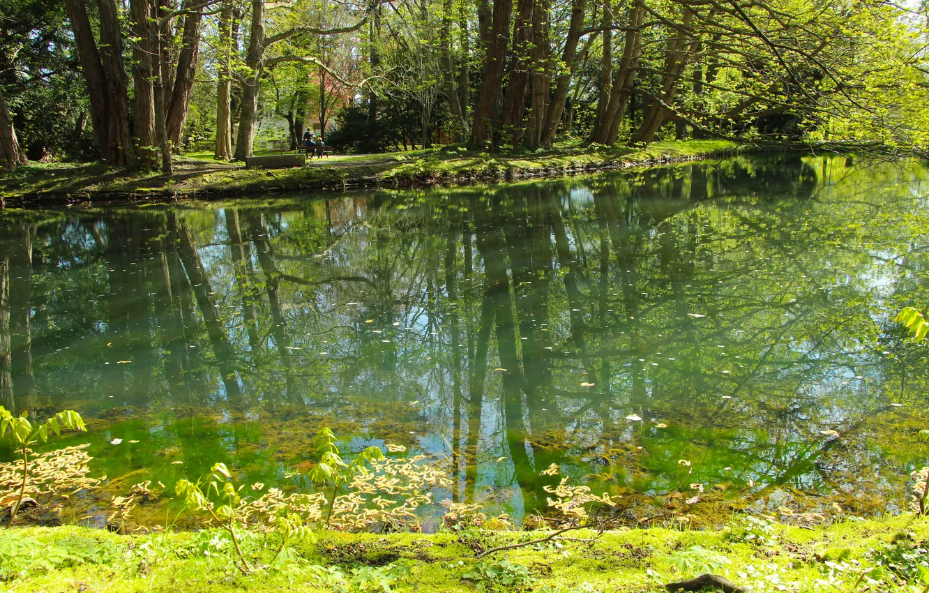 Фото обои trees, water, lake