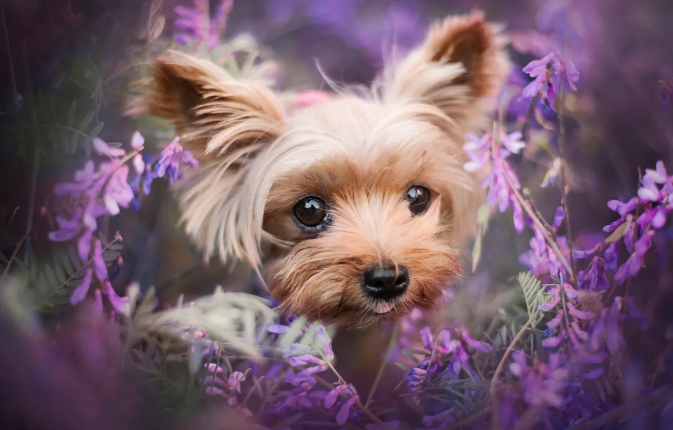 Фото обои взгляд, цветы, портрет, собака, щенок, мордашка, коричневая, декоративная