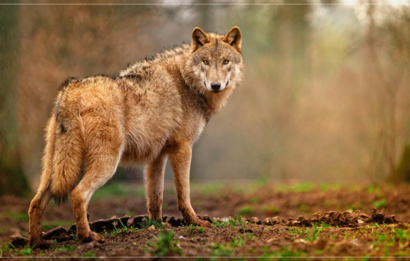 Фото обои nature, predator, animal, wolf, wildlife, Canis lupus, portrait.