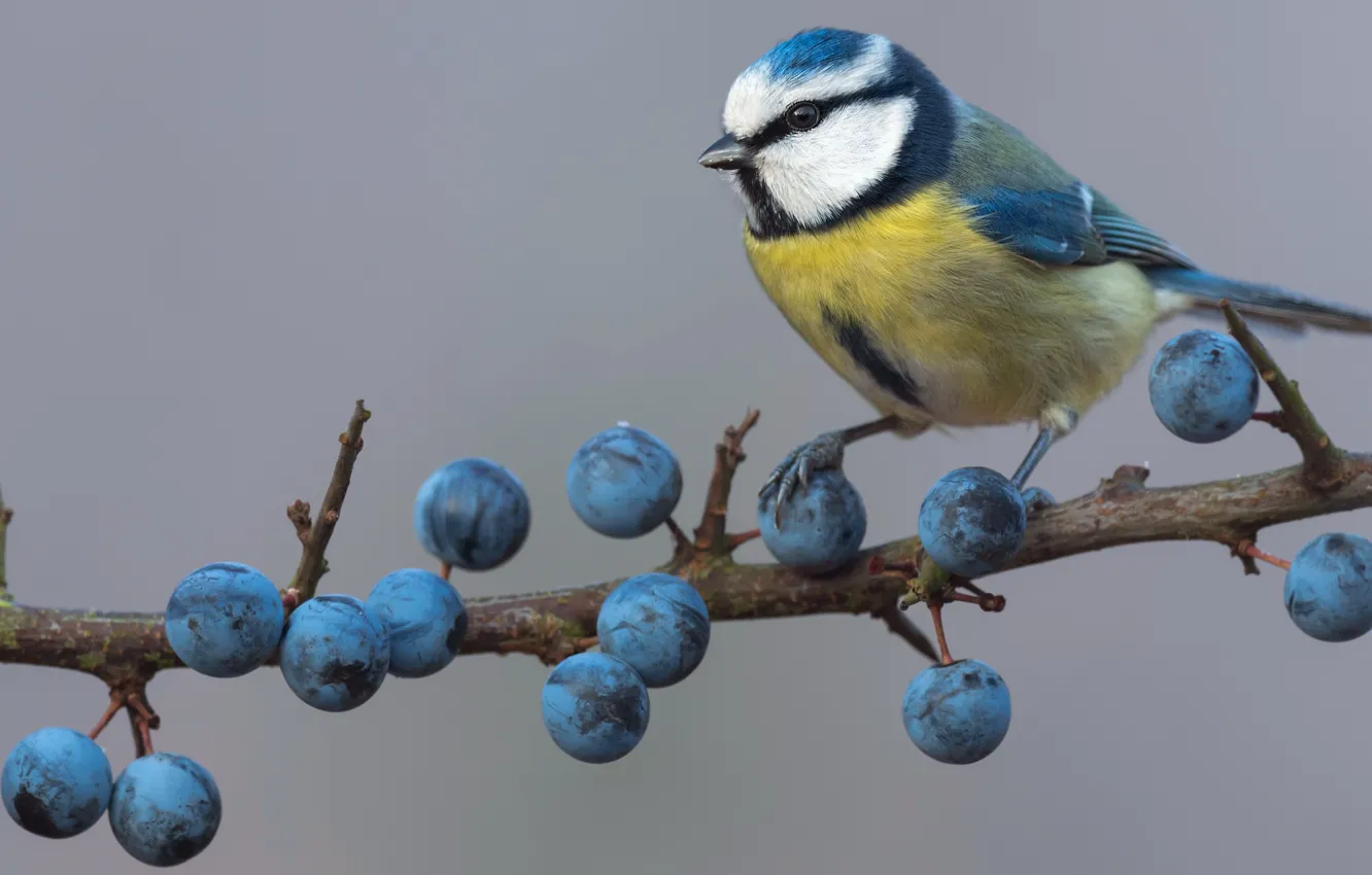 Фото обои ягоды, фон, птица, ветка, плоды, синие, синица, слива