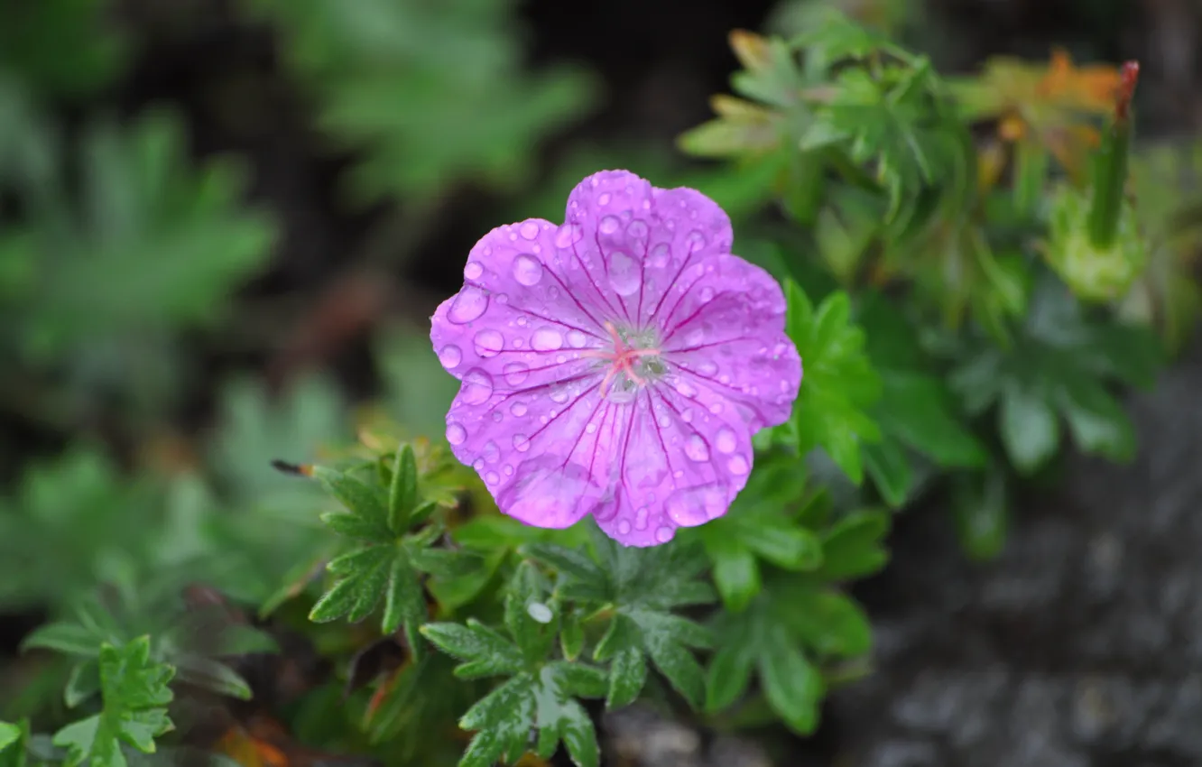 Фото обои Капли, Цветок, Боке, Bokeh, Drops, Purple flower