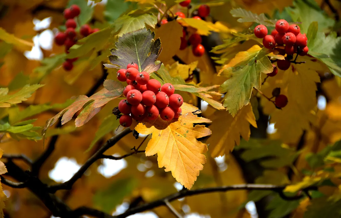 Фото обои осень, листья, ягоды, рябина