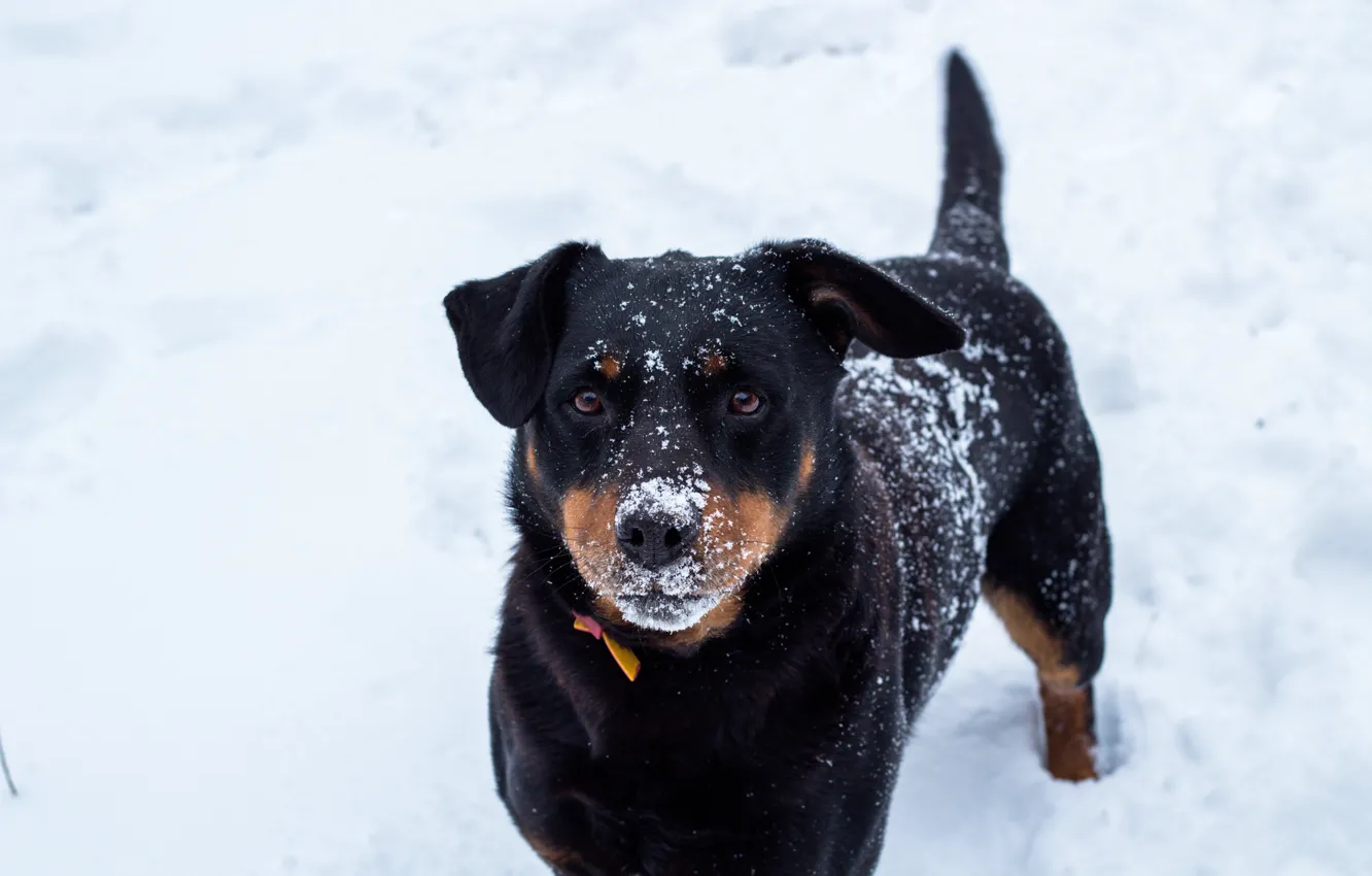 Фото обои зима, снег, собака, мороз