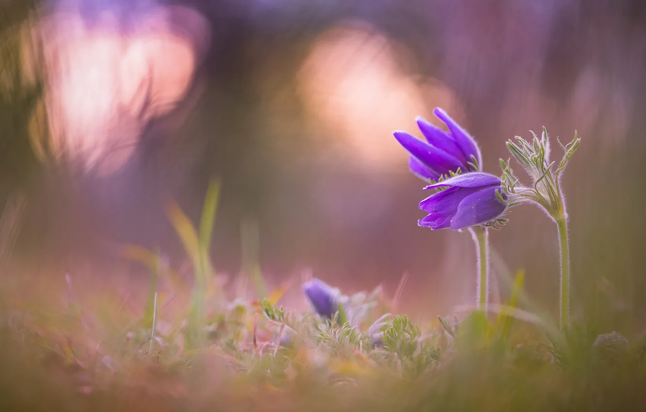 Фото обои свет, цветы, природа, весна, бутоны, сиреневые, боке, прострел