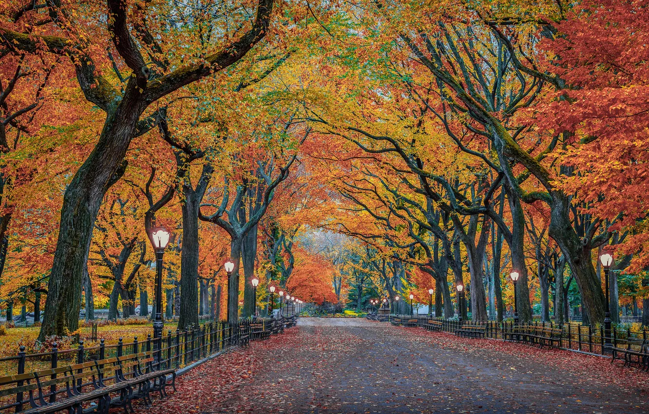 Фото обои осень, деревья, город, листва, Нью-Йорк, США, центральный парк