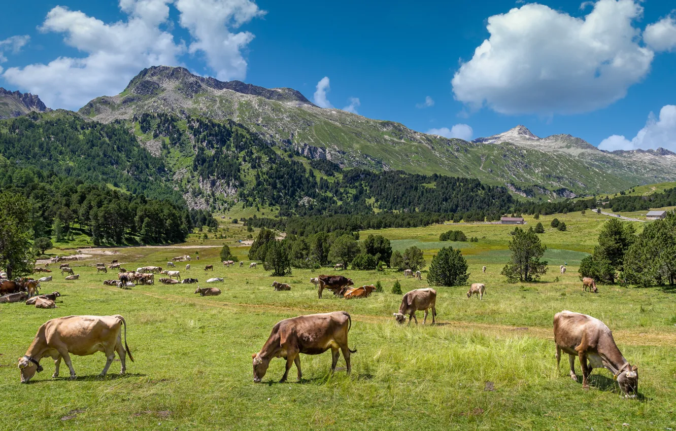 Фото обои зелень, горы, коровы, Альпы, пастбище, стадо