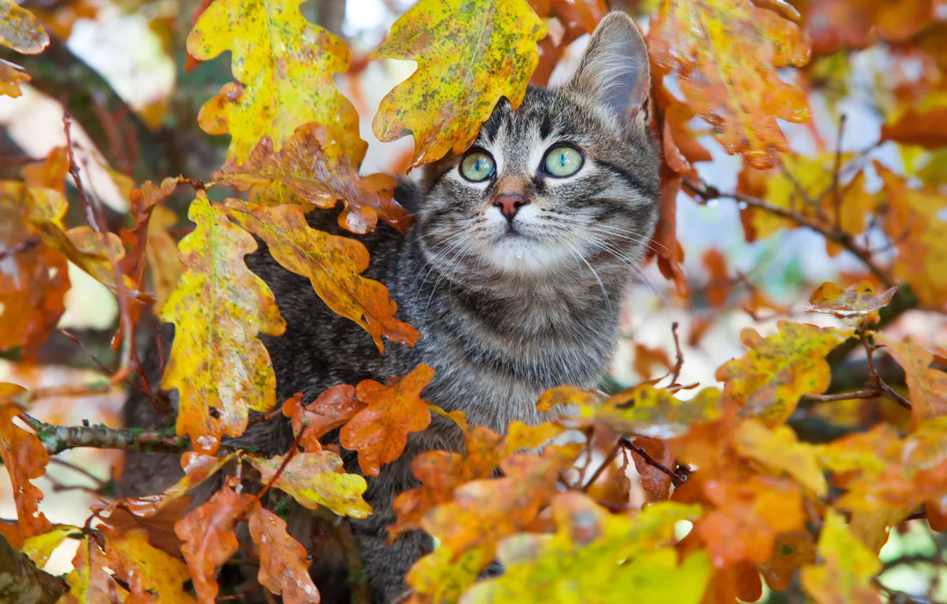 Фото обои осень, кошка, взгляд, листья, ветки, котенок, серый, дерево