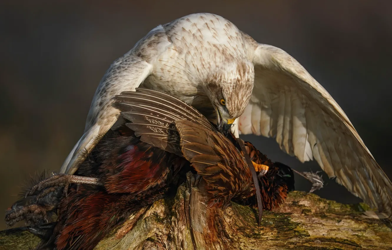 Фото обои поза, птица, крылья, хищник, ястреб, добыча