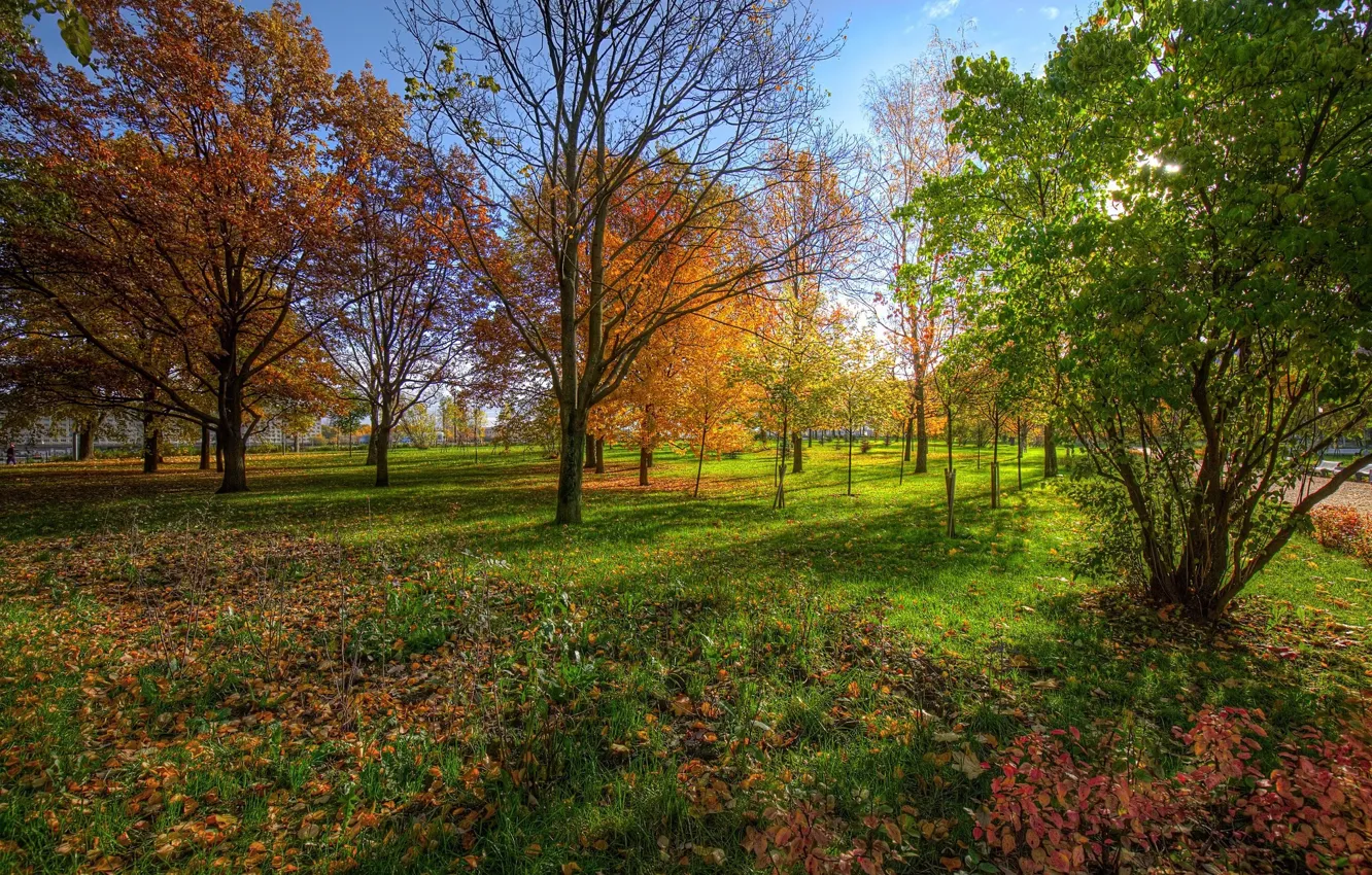 Фото обои Трава, Осень, Парк