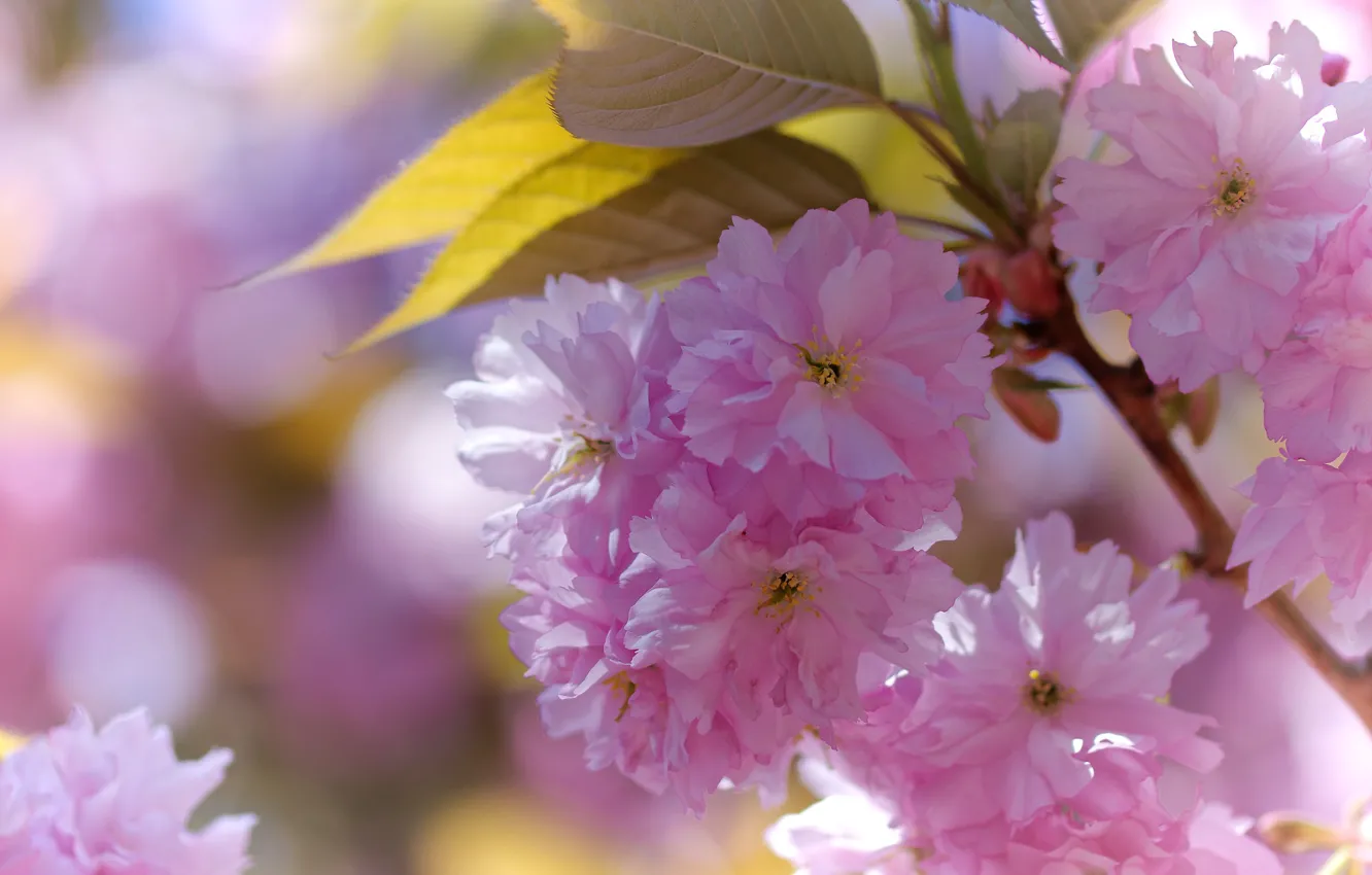 Фото обои цветы, весна, цветение, миндаль