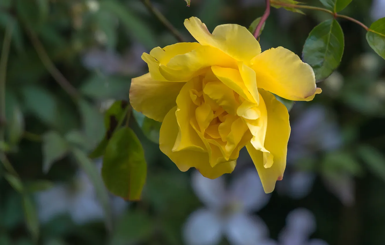 Фото обои макро, роза, лепестки, жёлтая роза
