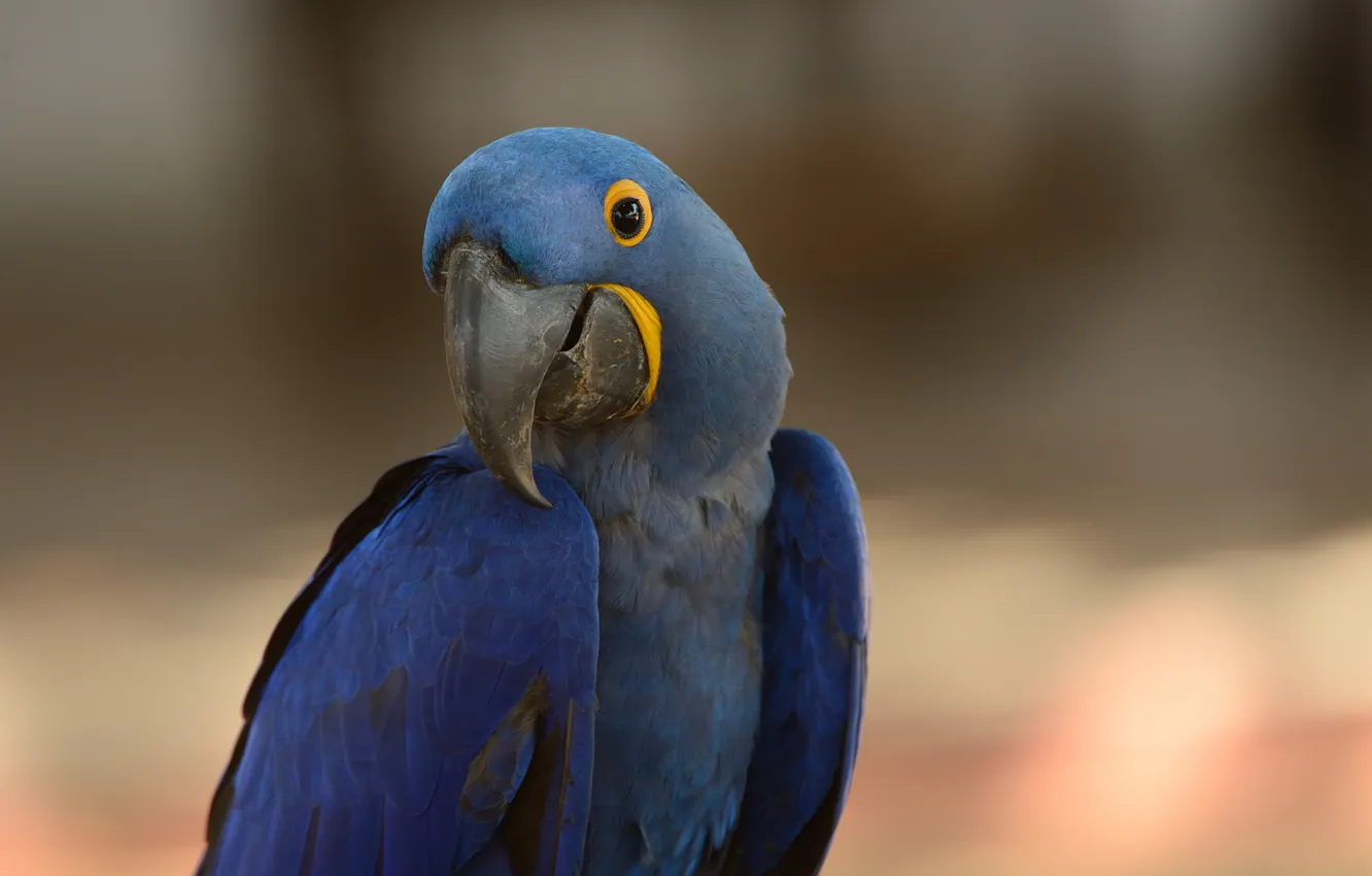 Фото обои синий, птица, попугай, ара