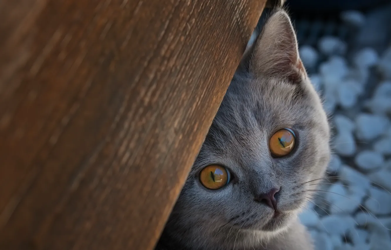Фото обои взгляд, мордочка, котёнок, Британская короткошёрстная кошка