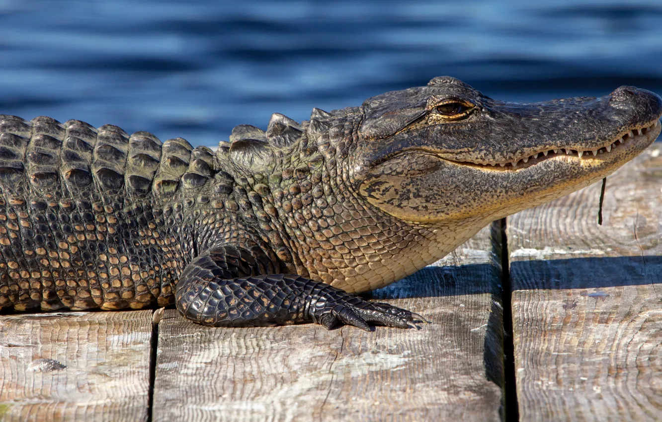 Фото обои взгляд, морда, поза, берег, доски, крокодил, лежит, профиль