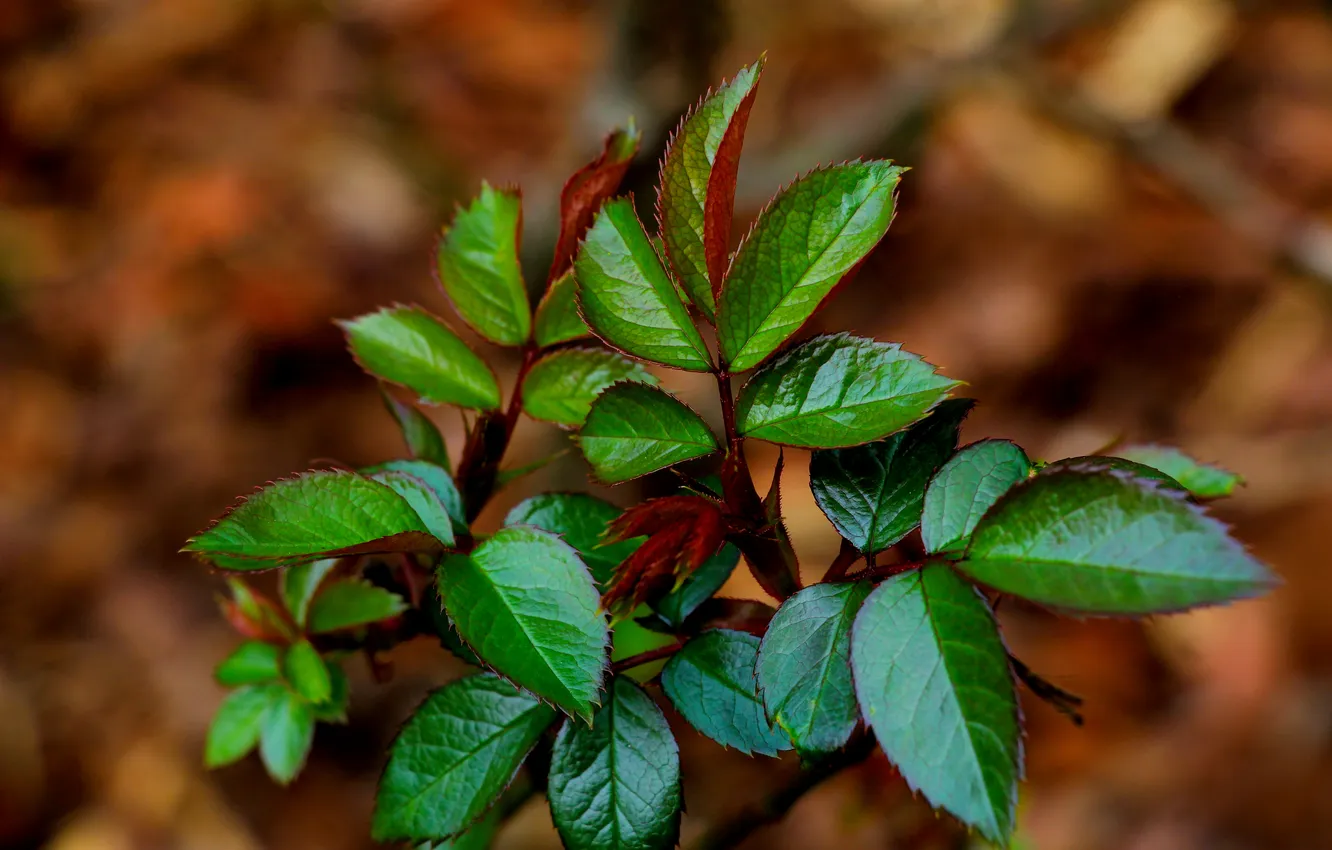Фото обои spring, leaf, plant