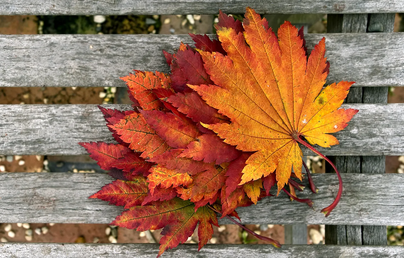 Фото обои осень, макро, листва, доски