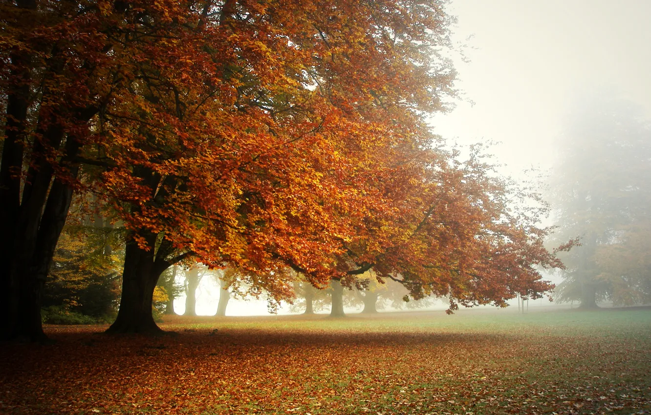 Фото обои осень, туман, парк, утро, кроны деревьев., ковёр из листьев
