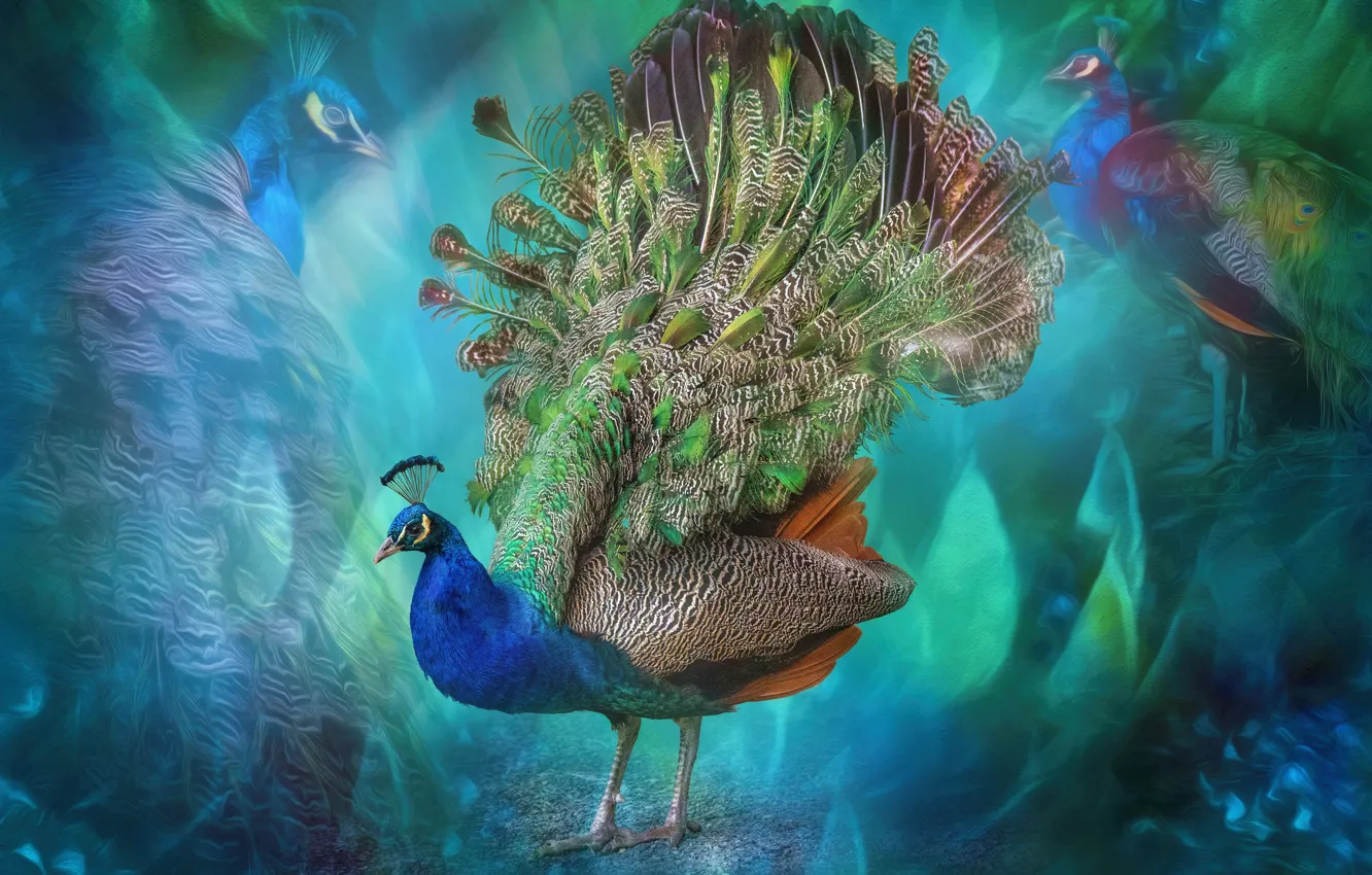 Фото обои абстракция, птица, перья, хвост, павлин