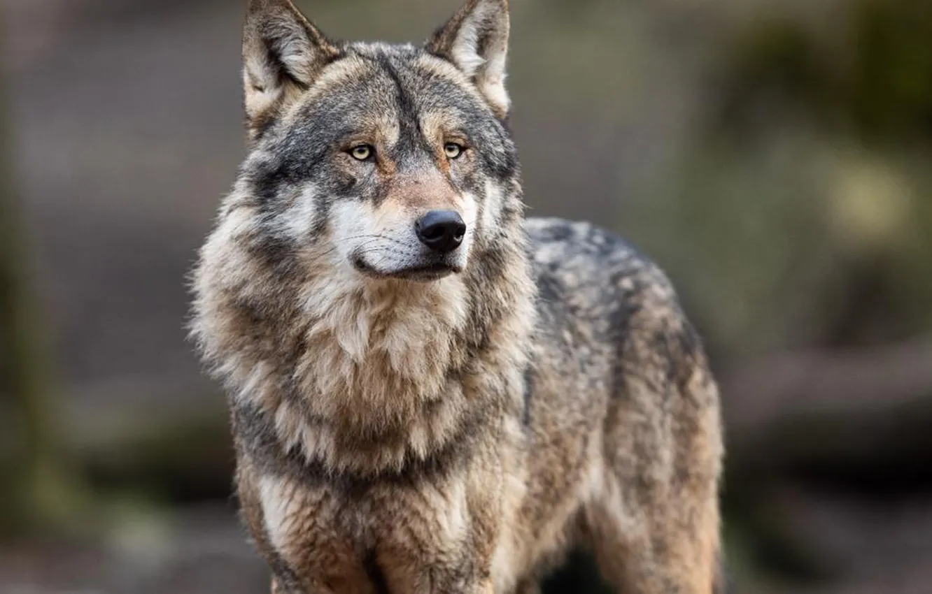 Фото обои predator, wolf, portrait, portrait., Canis lupus. face