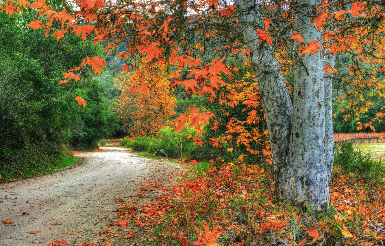 Фото обои дорога, осень, лес, листья, деревья, ветки, США