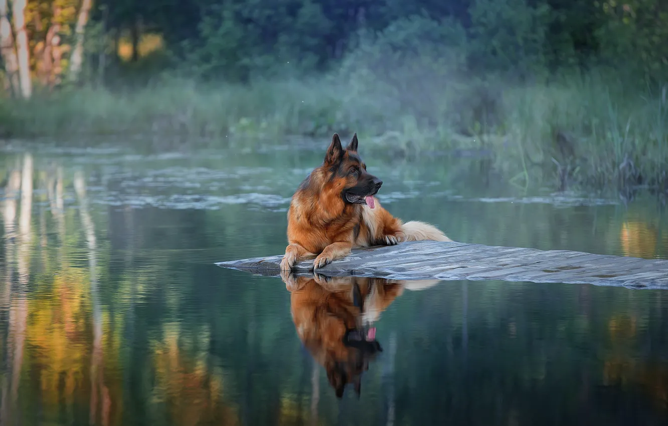Фото обои вода, пейзаж, природа, собака, пёс, Светлана Писарева
