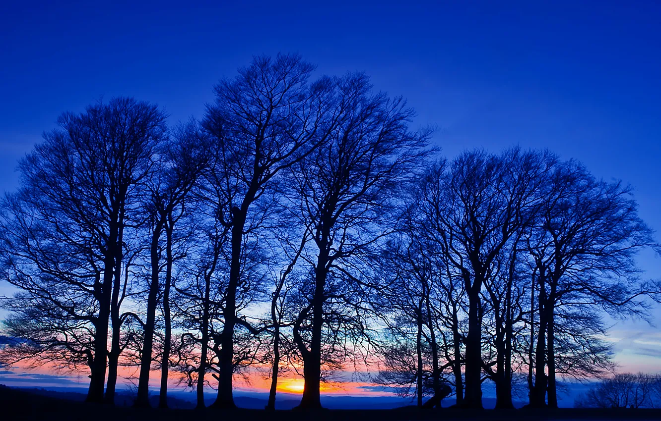 Фото обои поле, небо, деревья, закат, оранжевый, Вечер, сумерки, синее