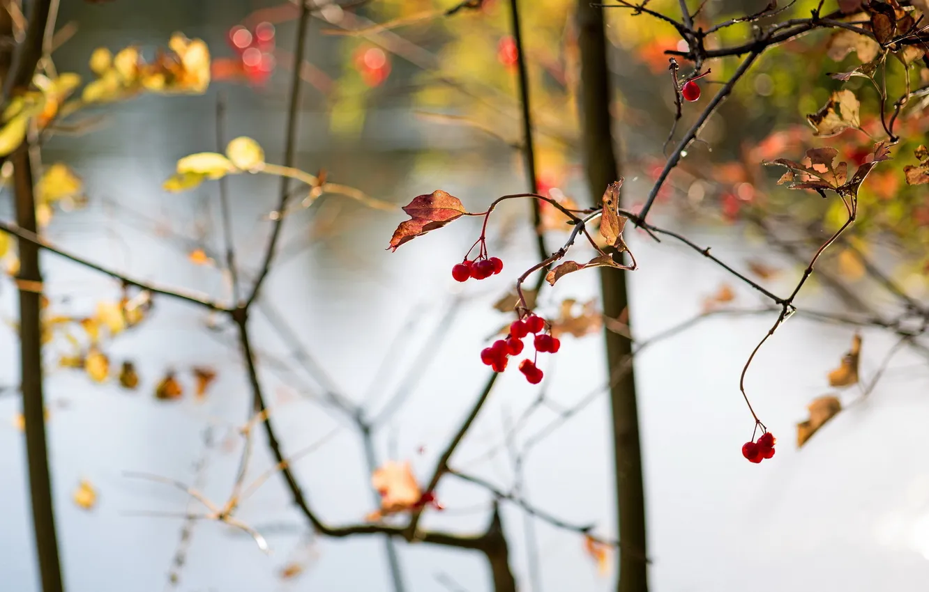 Фото обои abstract, autumn, berries