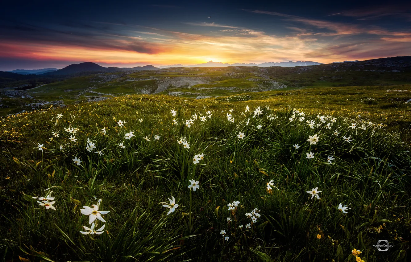 Фото обои лето, цветы, горы, Франция, утро, Альпы, Июнь