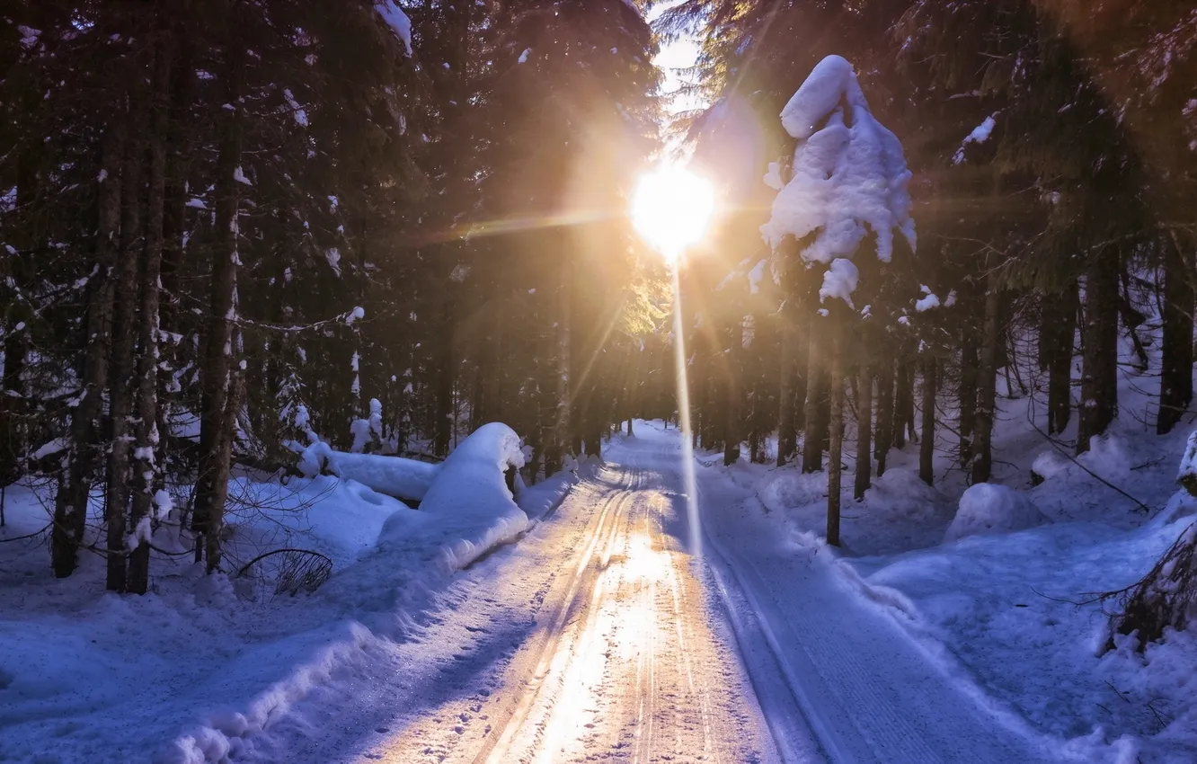 Фото обои дорога, солнце, свет, снег, деревья, Зима