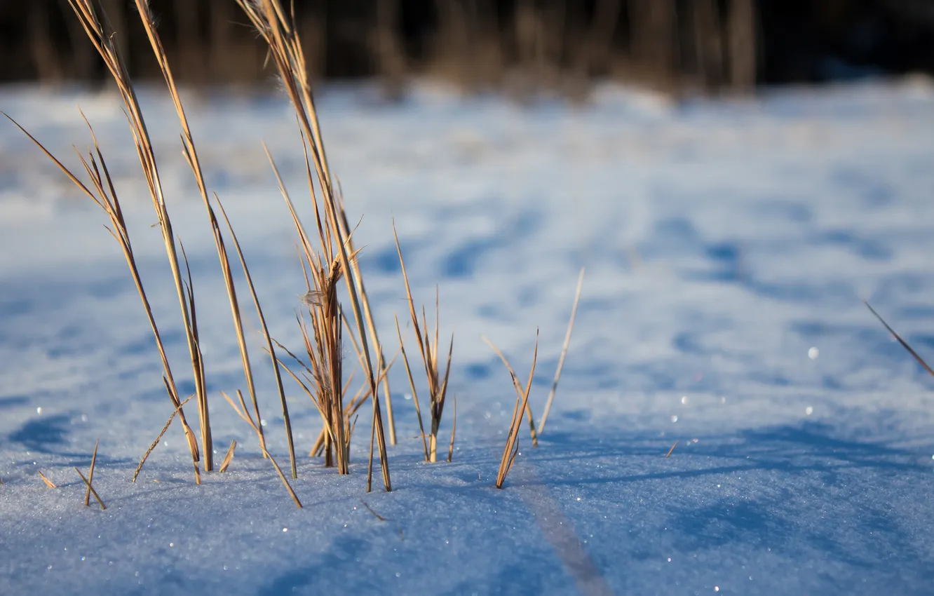 Фото обои зима, трава, макро, снег, блеск