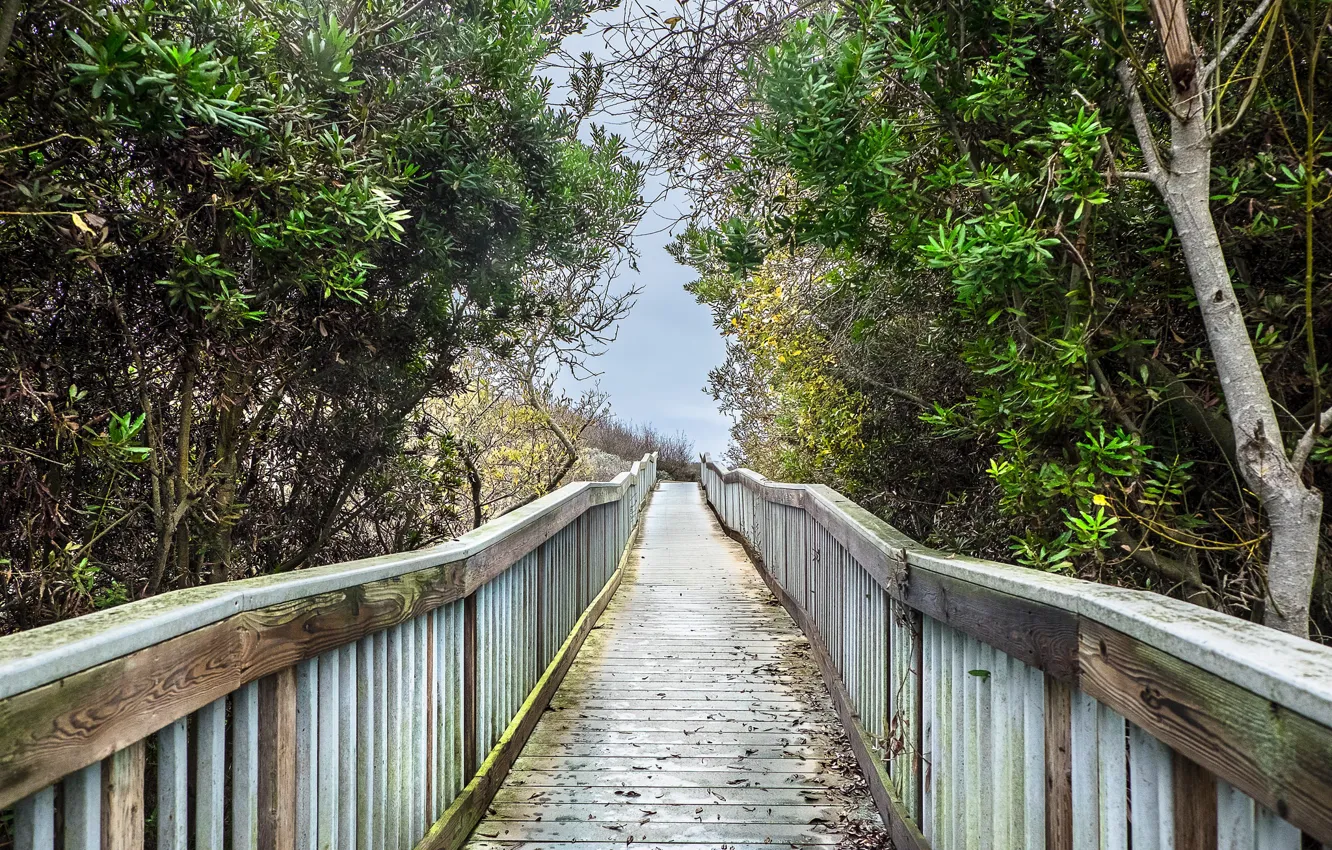 Фото обои cloudy, Boardwalk, marshy ground
