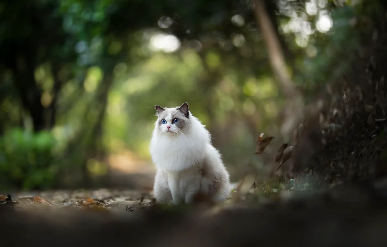 Фото обои кошка, белый, кот, листья, деревья, природа, парк, прогулка