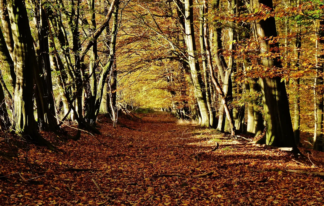 Фото обои осень, лес, листья, лучи, деревья, природа, colorful, forest