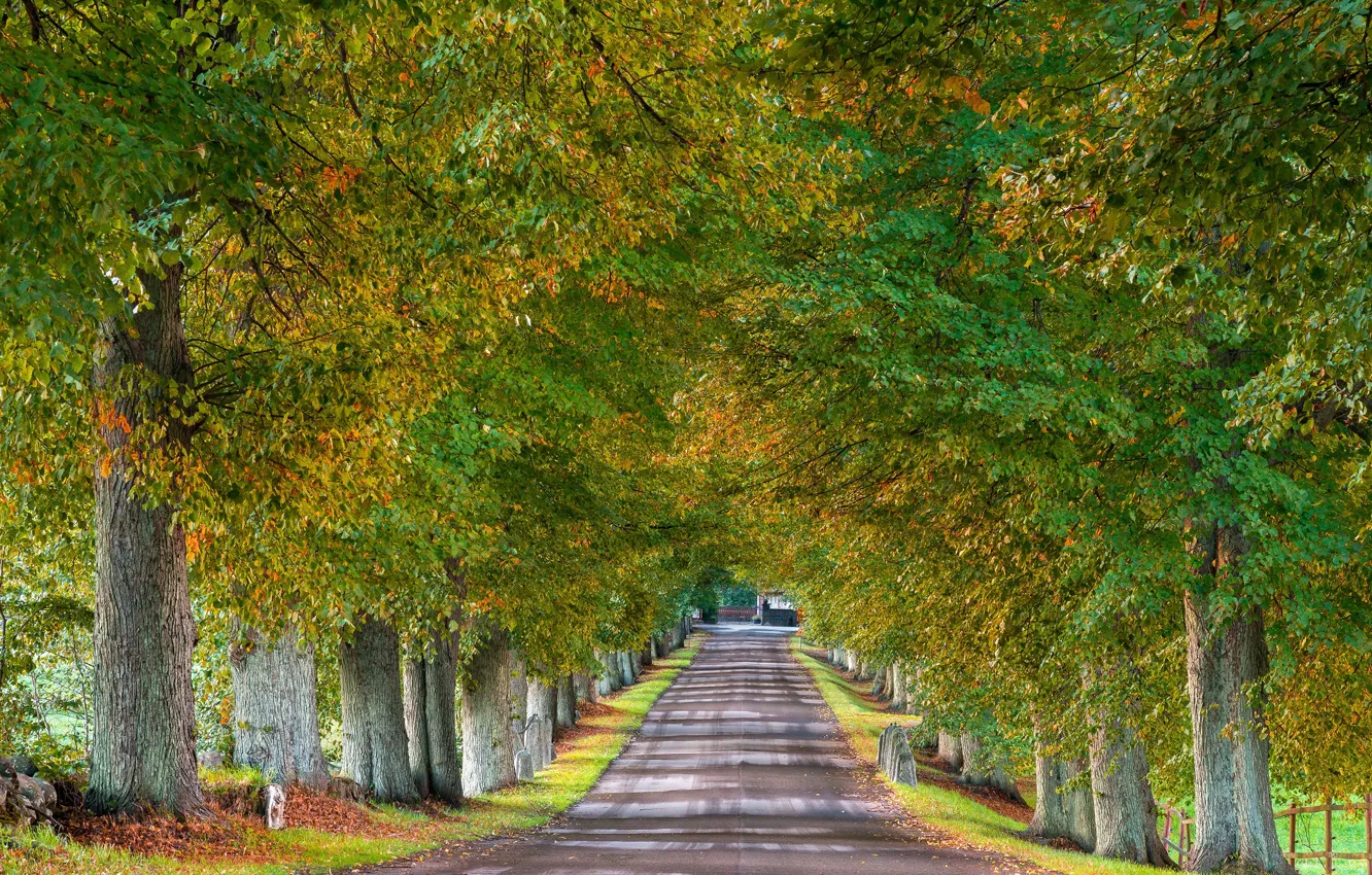Фото обои дорога, осень, деревья, Швеция