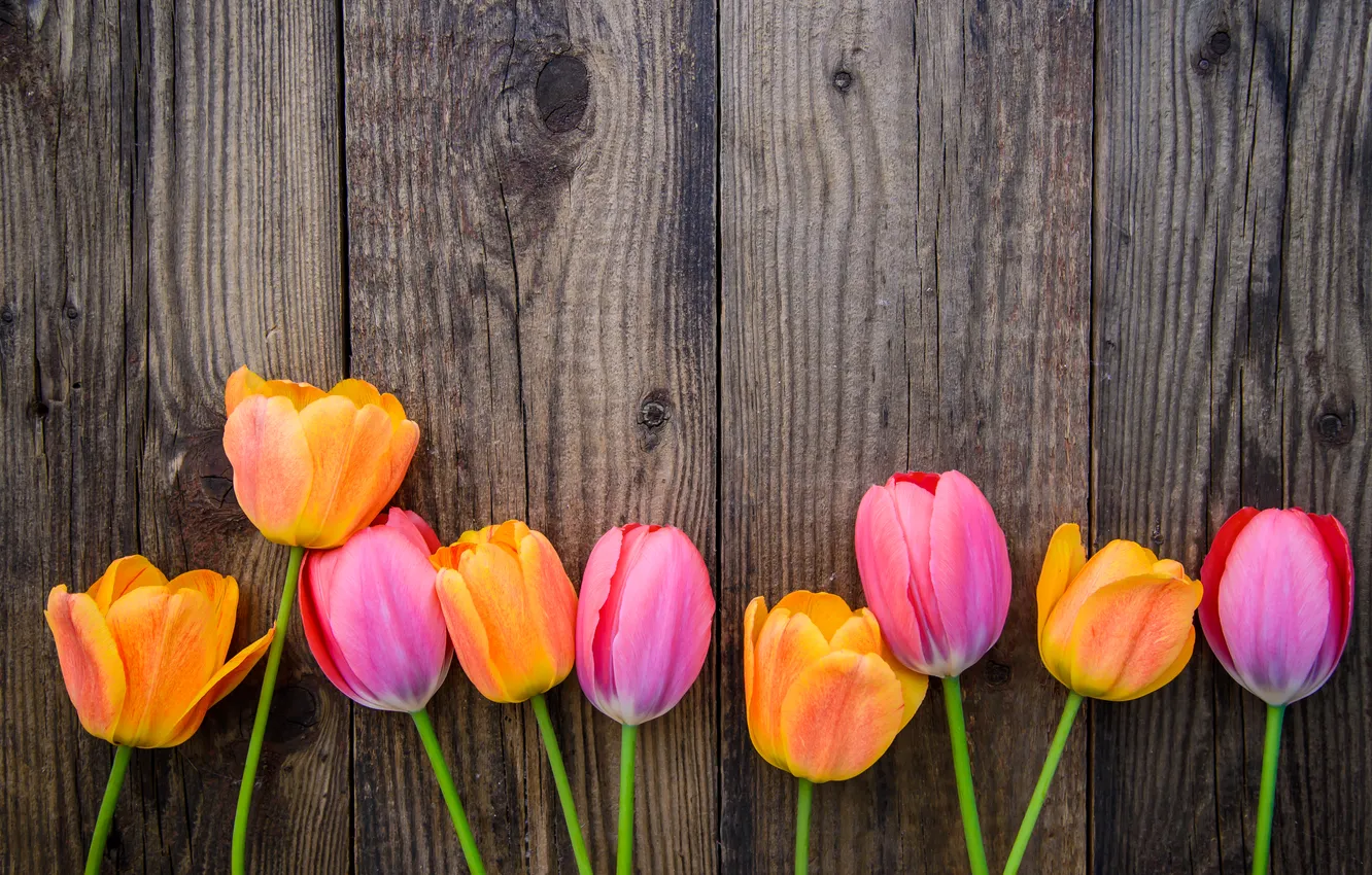 Фото обои цветы, colorful, тюльпаны, flowers, tulips, spring
