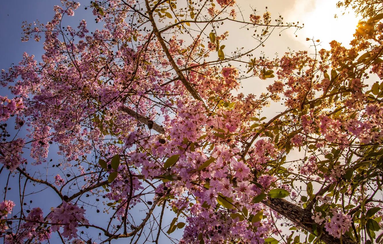 Фото обои цветы, природа, дерево, весна