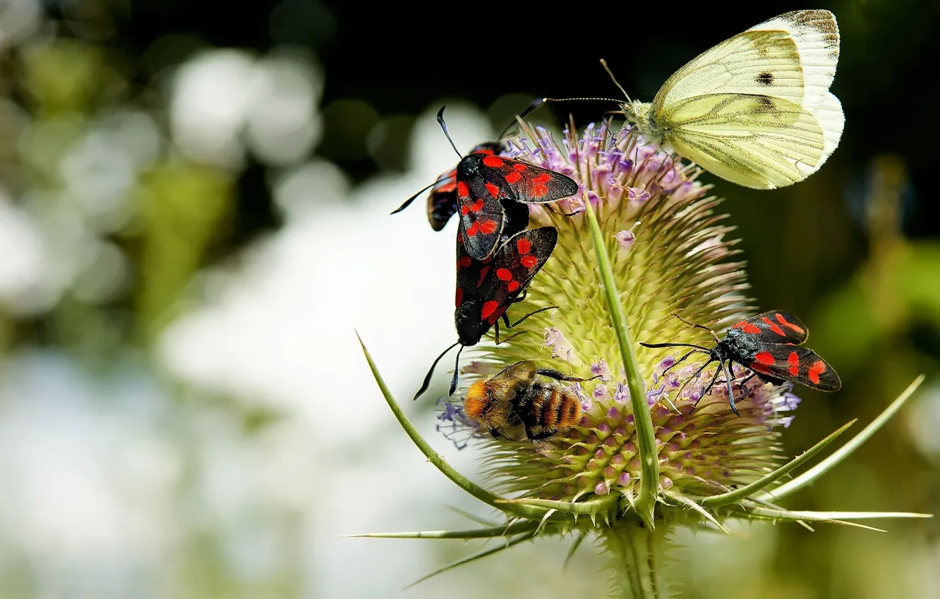 Фото обои макро, бабочки, насекомые, жуки, колючка