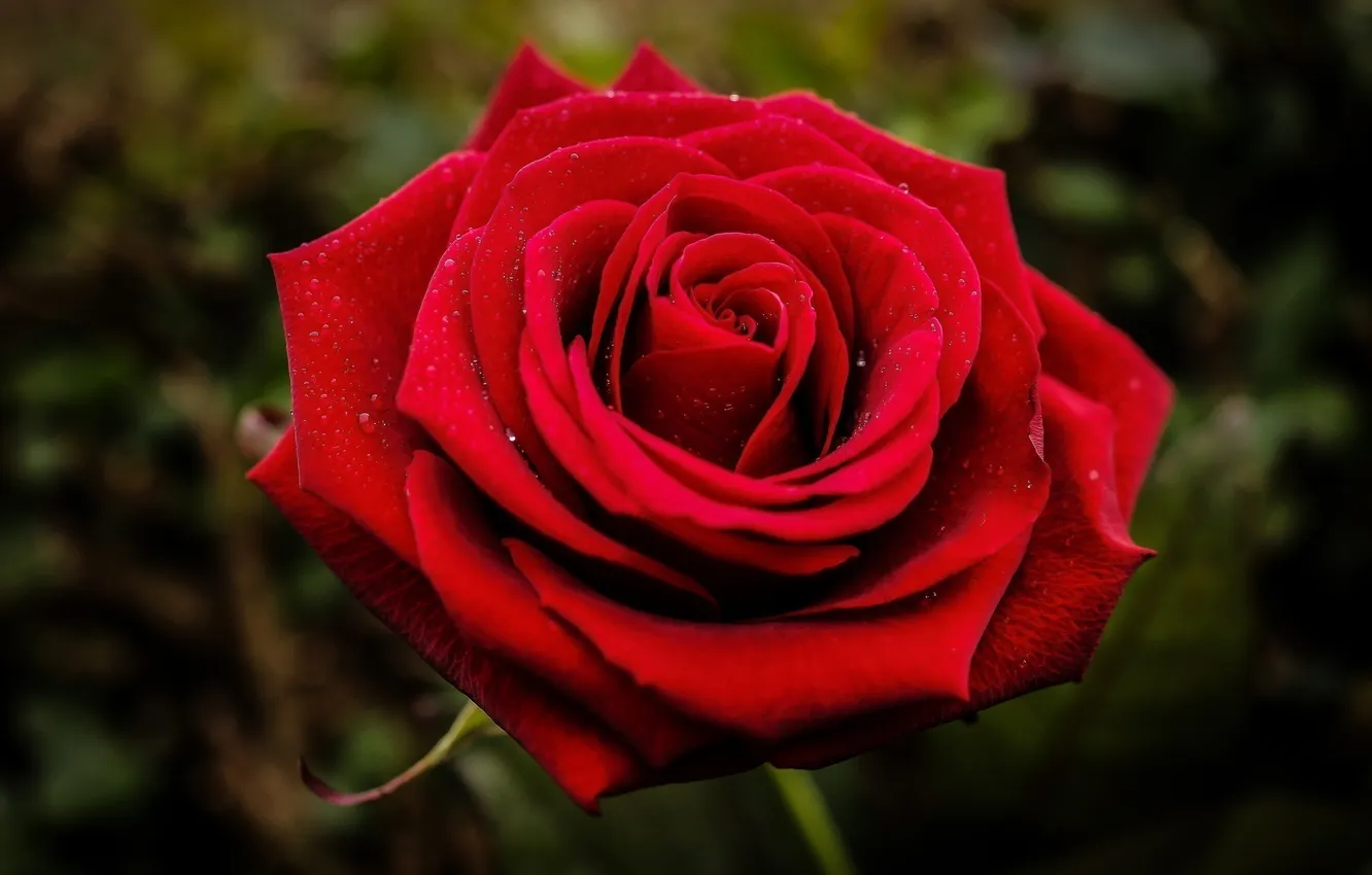 Фото обои цветок, макро, красный, роза, лепестки, бутон, (с) Natasa Opacic