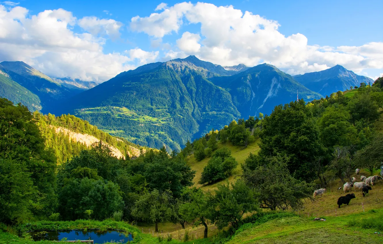 Фото обои лес, небо, облака, горы, Швейцария, Feschel