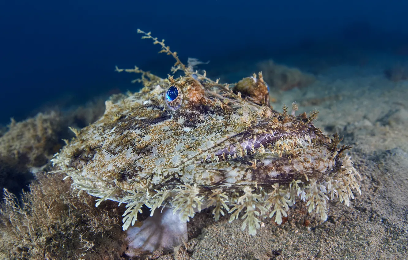 Фото удильщиков. Морской удильщик. Морской чёрт удильщик. Рыба удильщик морской черт. Европейский удильщик морской чёрт.