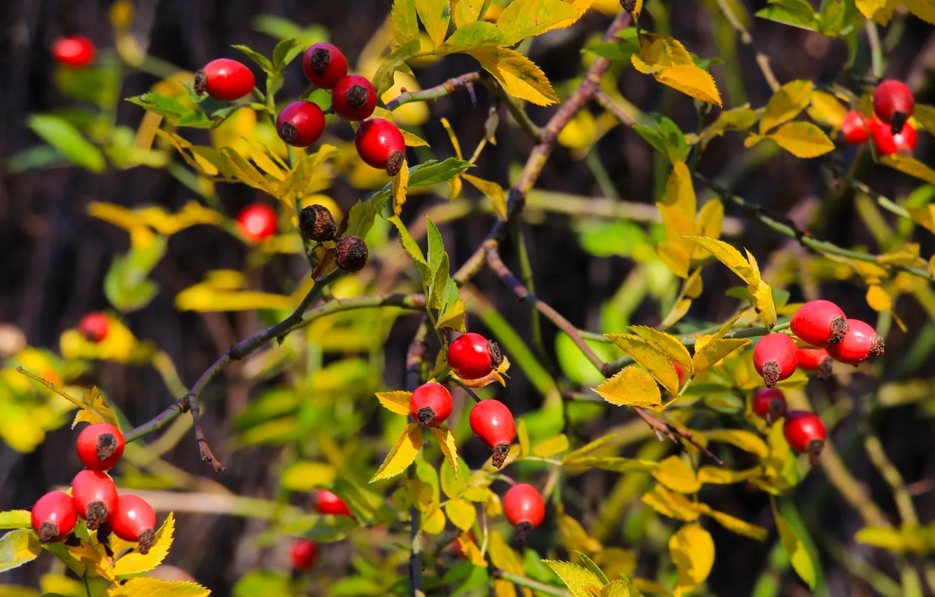 Фото обои fruit, plant, twig