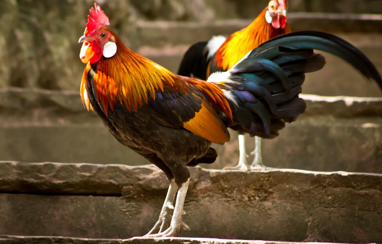 Фото обои animal, de pelea, gallo