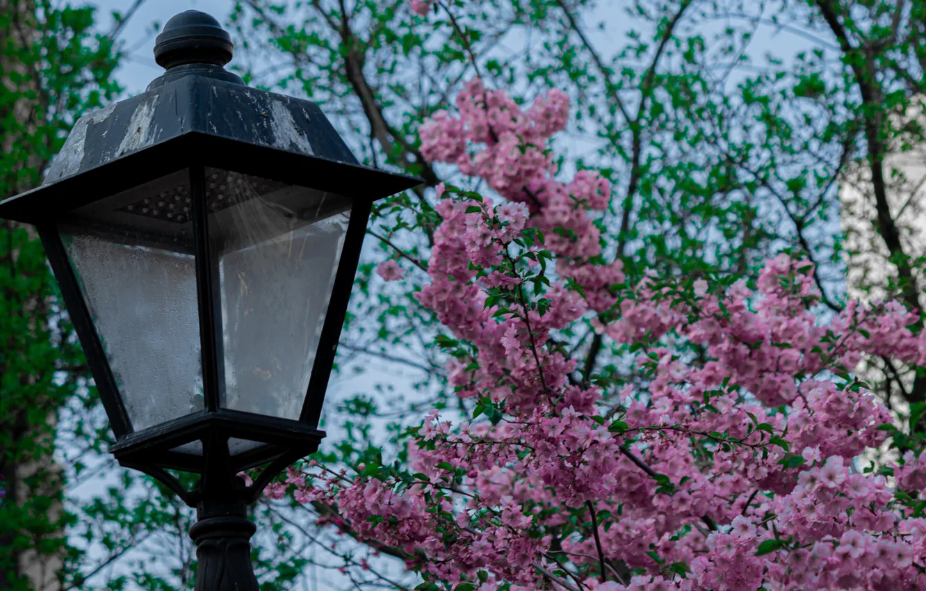 Фото обои япония, весна, сакура, фонарь