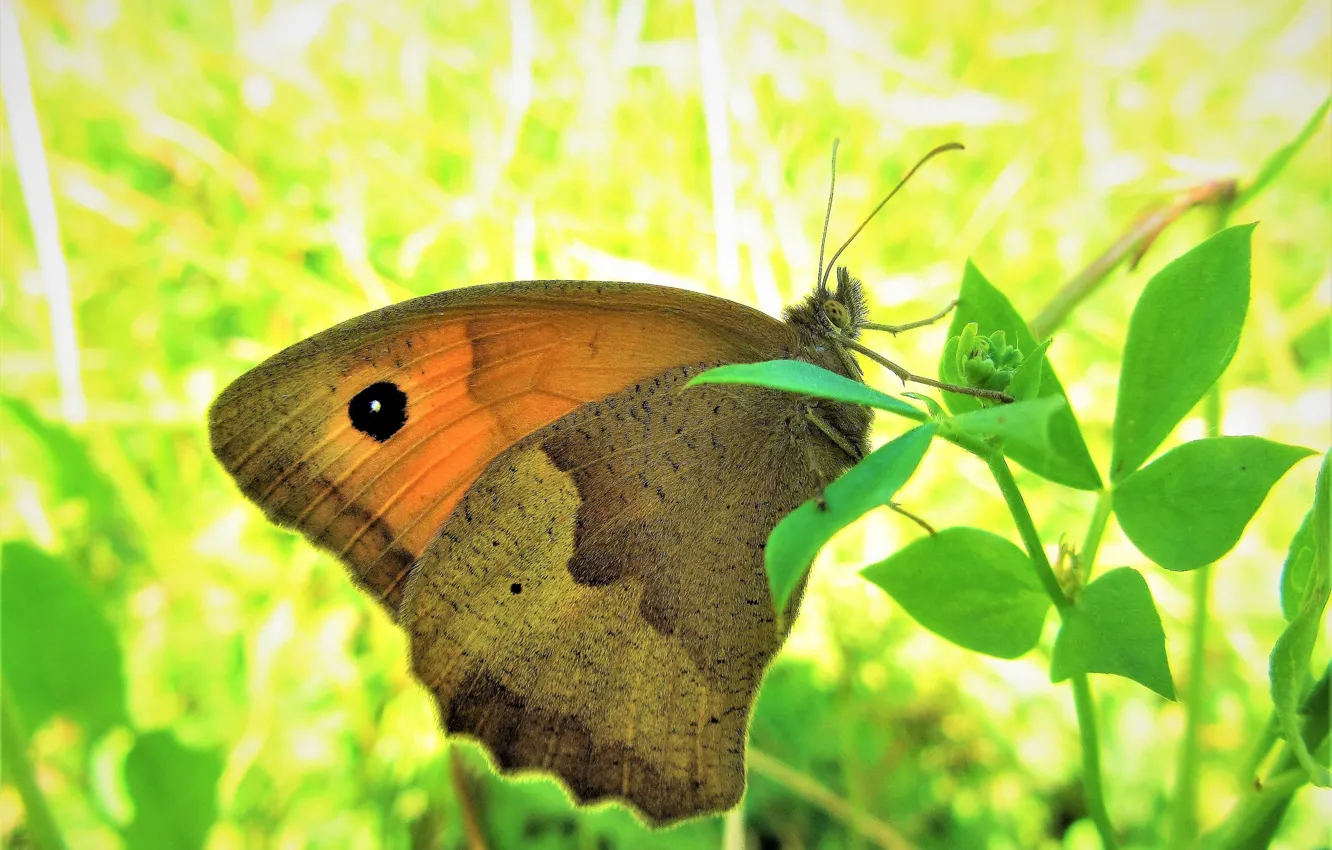 Фото обои макро, природа, бабочка