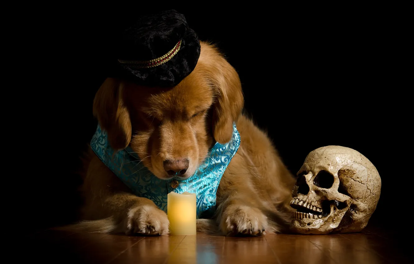 Фото обои морда, череп, портрет, свеча, собака, шляпа, костюм, черный фон