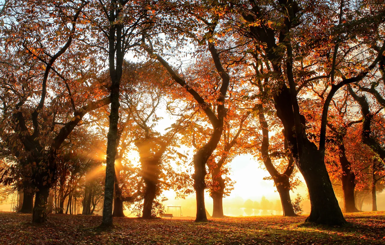 Фото обои осень, свет, деревья, парк, стволы, листва